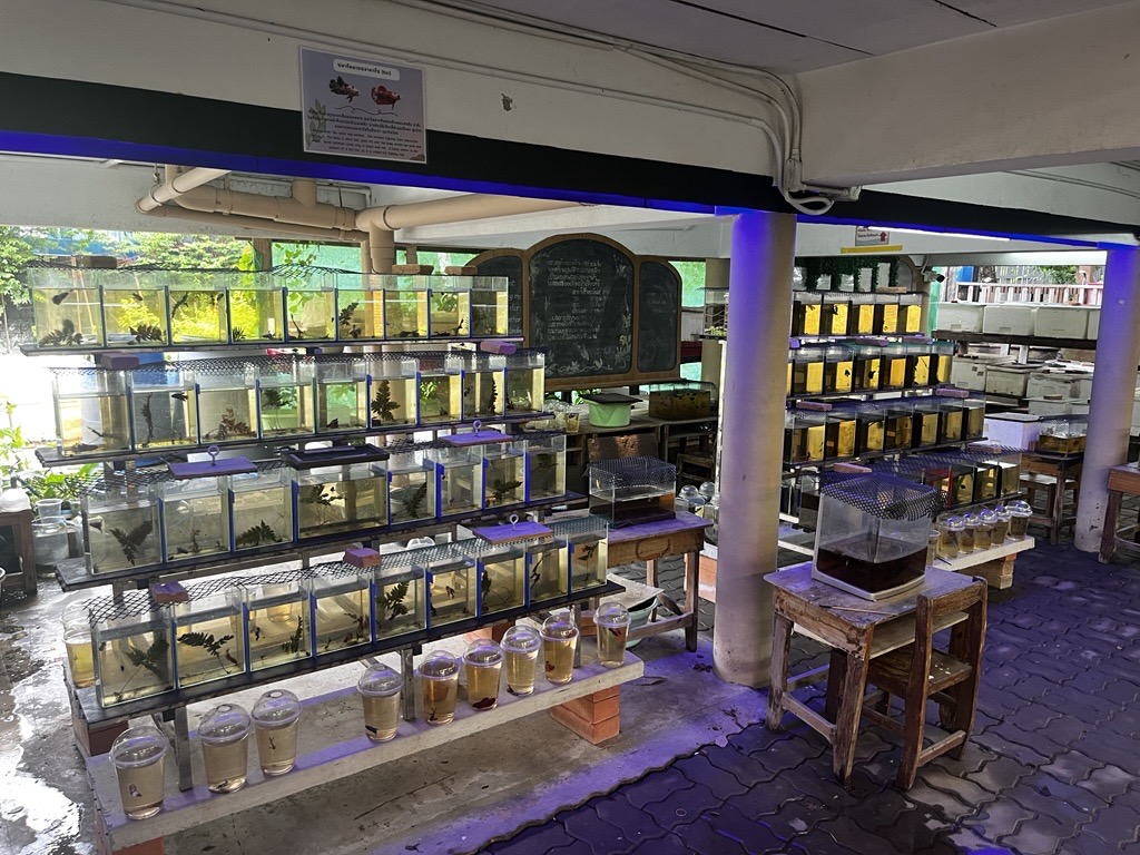 サイヤミーズ・ファイティング・フィッシュ・ギャラリー 着